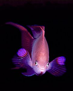 red sea - aqatica 90 with 105mm lens. by shmulik blum 